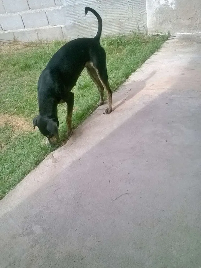 Cachorro raça Fox Paulistinha idade  nome Pretinha