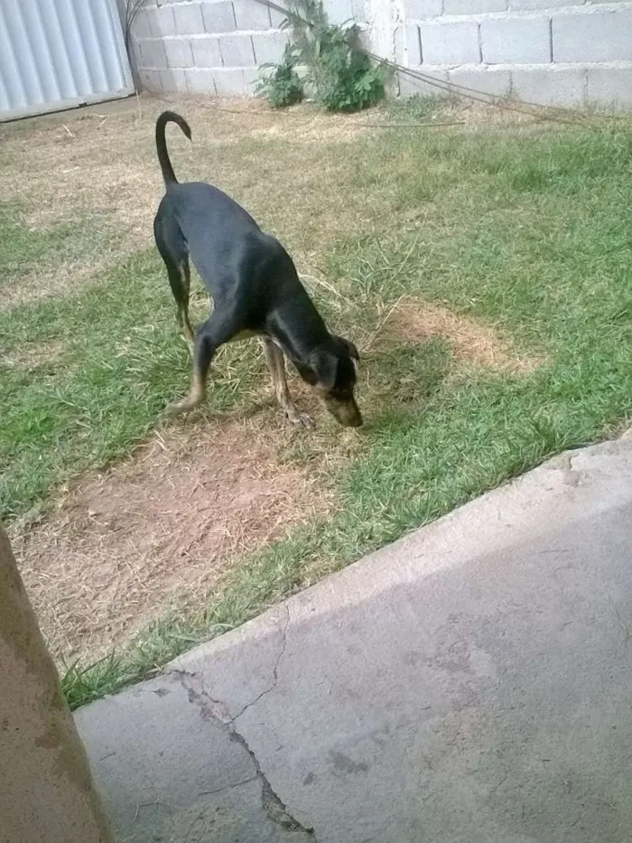 Cachorro raça Fox Paulistinha idade  nome Pretinha