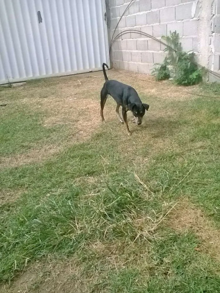 Cachorro raça Fox Paulistinha idade  nome Pretinha