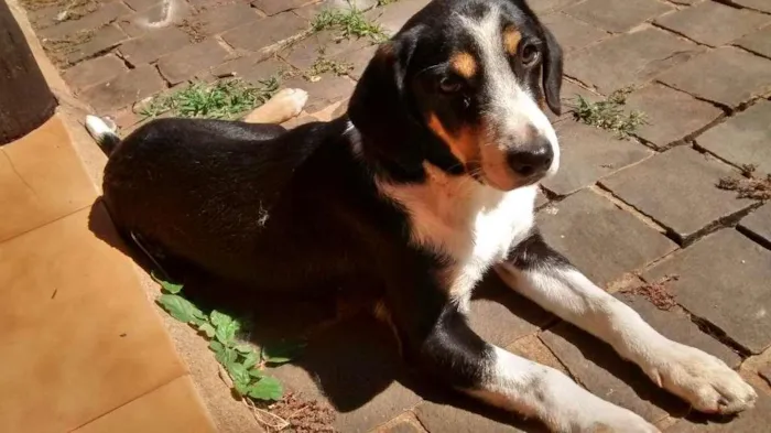 Cachorro raça Rnd idade 2 a 6 meses nome Miúcha 