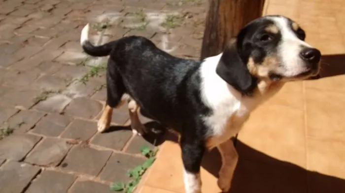 Cachorro raça Rnd idade 2 a 6 meses nome Miúcha 