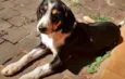 Miúcha 
