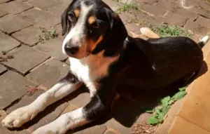 Cachorro raça Rnd idade 2 a 6 meses nome Miúcha 