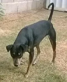 Cachorro raça Fox Paulistinha idade  nome Pretinha
