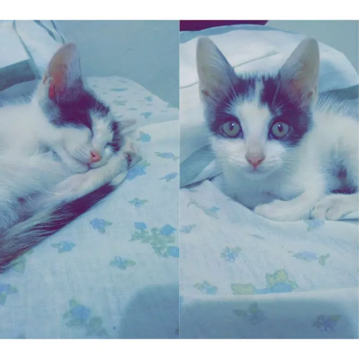 Gato ra a Viralata idade Abaixo de 2 meses nome Elena