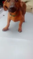 Marronzinho