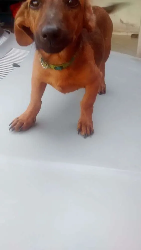 Cachorro ra a Viralata idade 7 a 11 meses nome Marronzinho