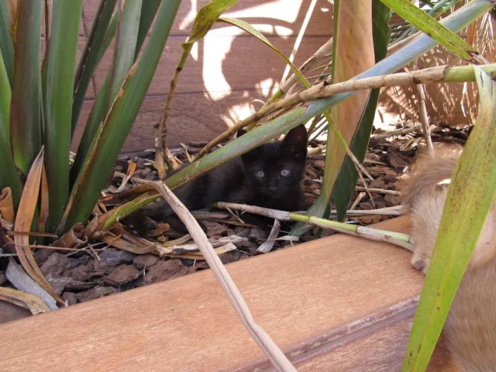 Gato ra a  idade Abaixo de 2 meses nome sem nome