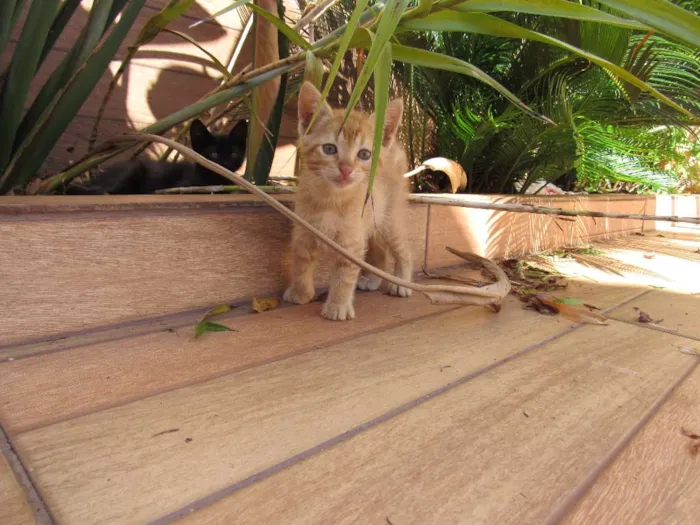 Gato ra a  idade Abaixo de 2 meses nome sem nome