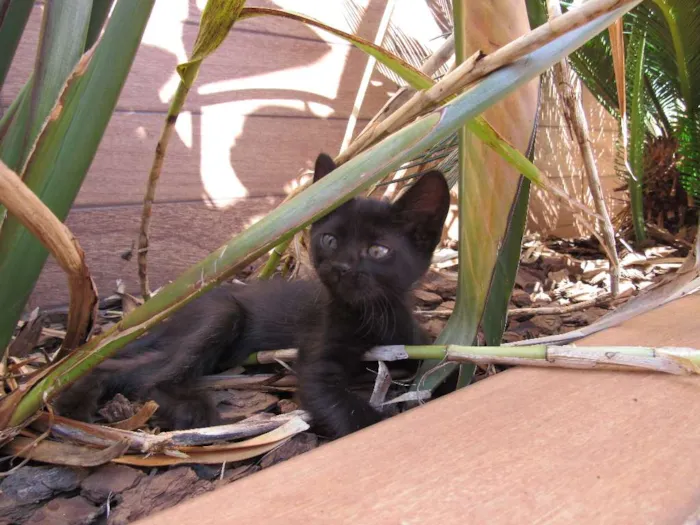 Gato ra a  idade Abaixo de 2 meses nome sem nome
