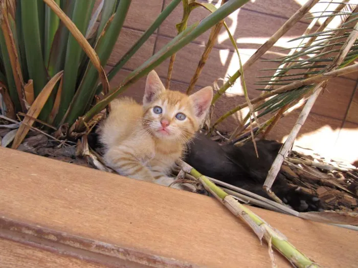 Gato ra a  idade Abaixo de 2 meses nome sem nome