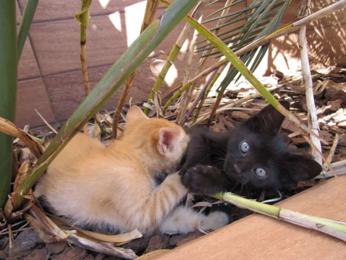 Gato ra a  idade Abaixo de 2 meses nome sem nome