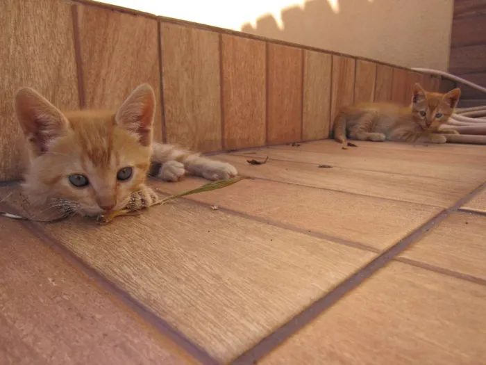 Gato ra a  idade Abaixo de 2 meses nome sem nome