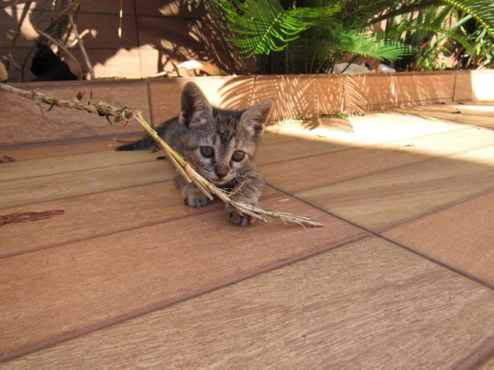 Gato ra a  idade Abaixo de 2 meses nome sem nome