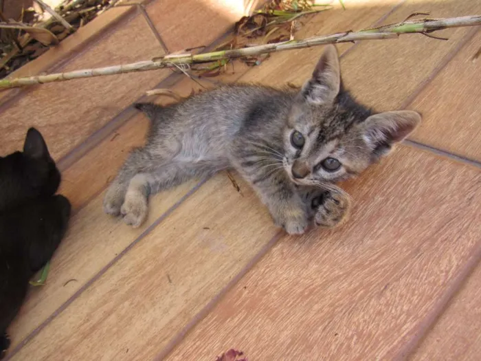 Gato ra a  idade Abaixo de 2 meses nome sem nome