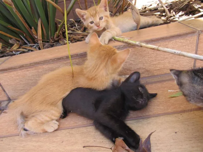 Gato ra a  idade Abaixo de 2 meses nome sem nome