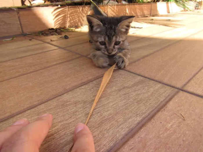 Gato ra a  idade Abaixo de 2 meses nome sem nome
