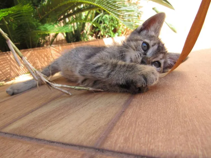 Gato ra a  idade Abaixo de 2 meses nome sem nome