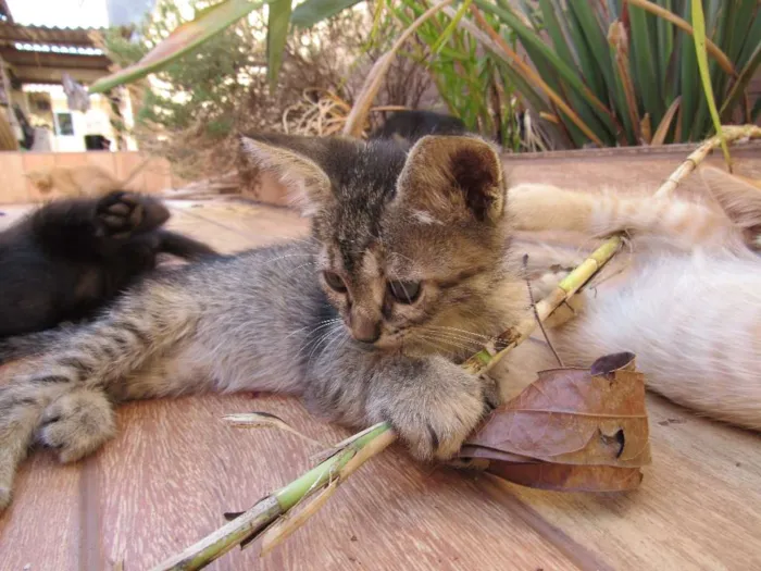 Gato ra a  idade Abaixo de 2 meses nome sem nome
