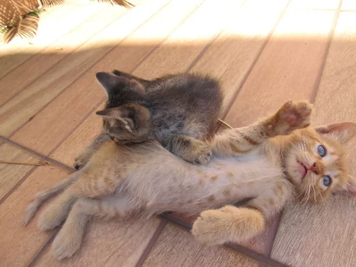 Gato ra a  idade Abaixo de 2 meses nome sem nome