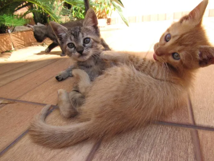 Gato ra a  idade Abaixo de 2 meses nome sem nome