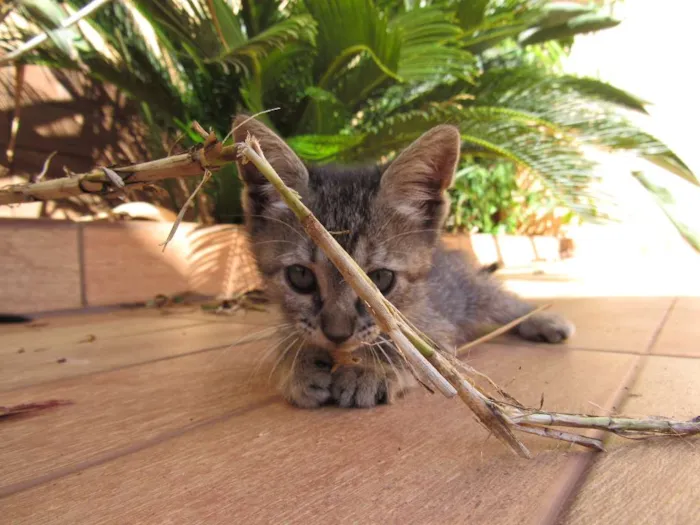 Gato ra a  idade Abaixo de 2 meses nome sem nome