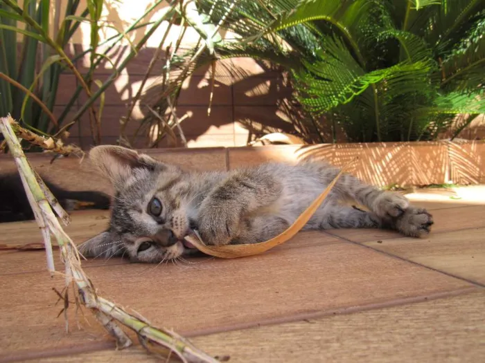 Gato ra a  idade Abaixo de 2 meses nome sem nome