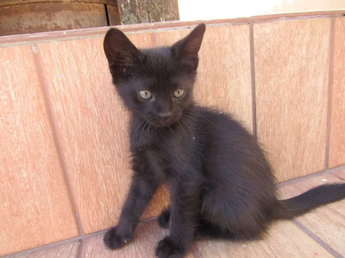 Gato ra a  idade Abaixo de 2 meses nome sem nome