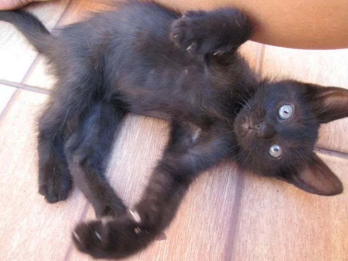 Gato ra a  idade Abaixo de 2 meses nome sem nome