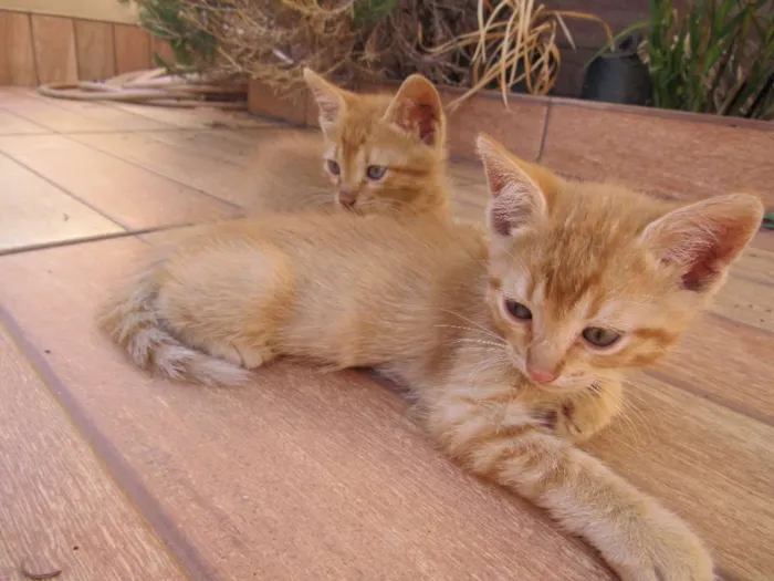 Gato ra a  idade Abaixo de 2 meses nome sem nome