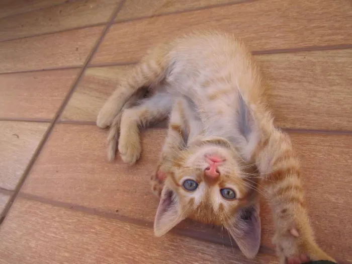 Gato ra a  idade Abaixo de 2 meses nome sem nome