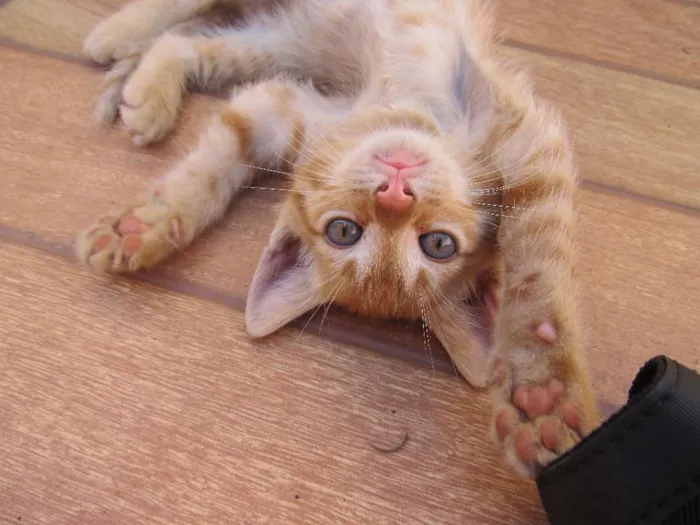 Gato ra a  idade Abaixo de 2 meses nome sem nome