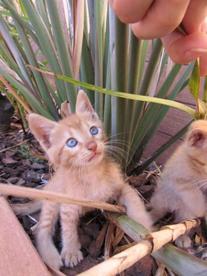Gato ra a  idade Abaixo de 2 meses nome sem nome