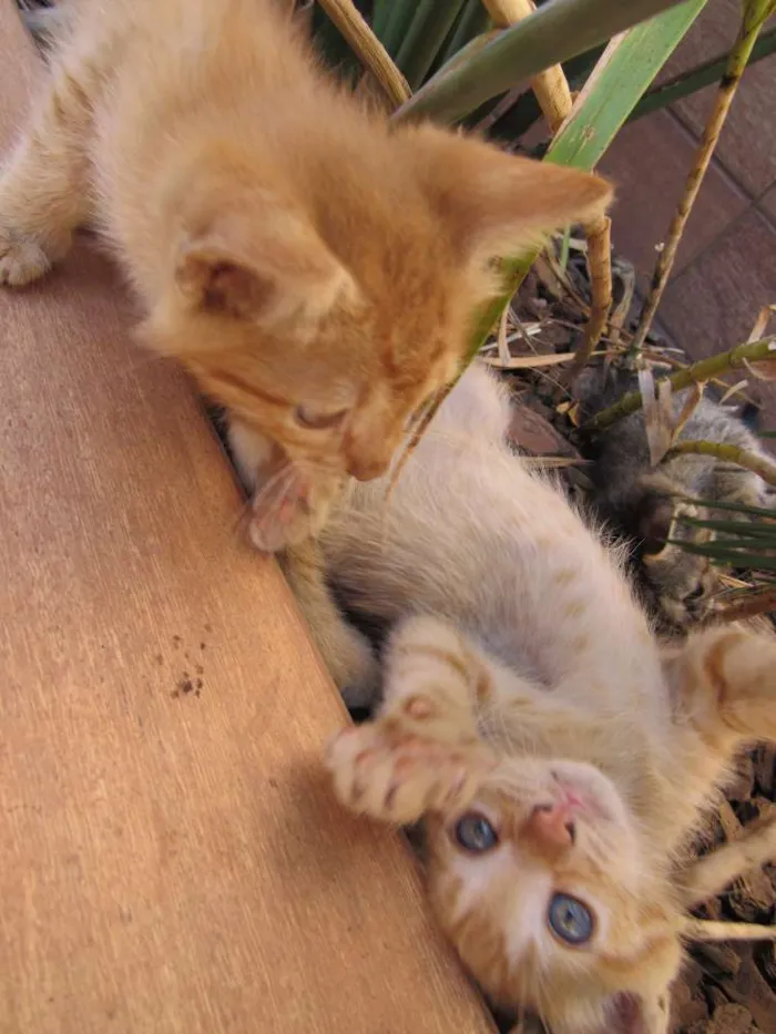 Gato ra a  idade Abaixo de 2 meses nome sem nome