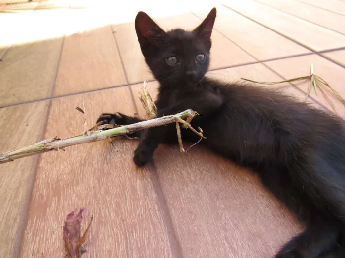 Gato ra a  idade Abaixo de 2 meses nome sem nome
