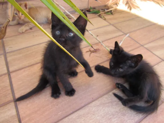Gato ra a  idade Abaixo de 2 meses nome sem nome