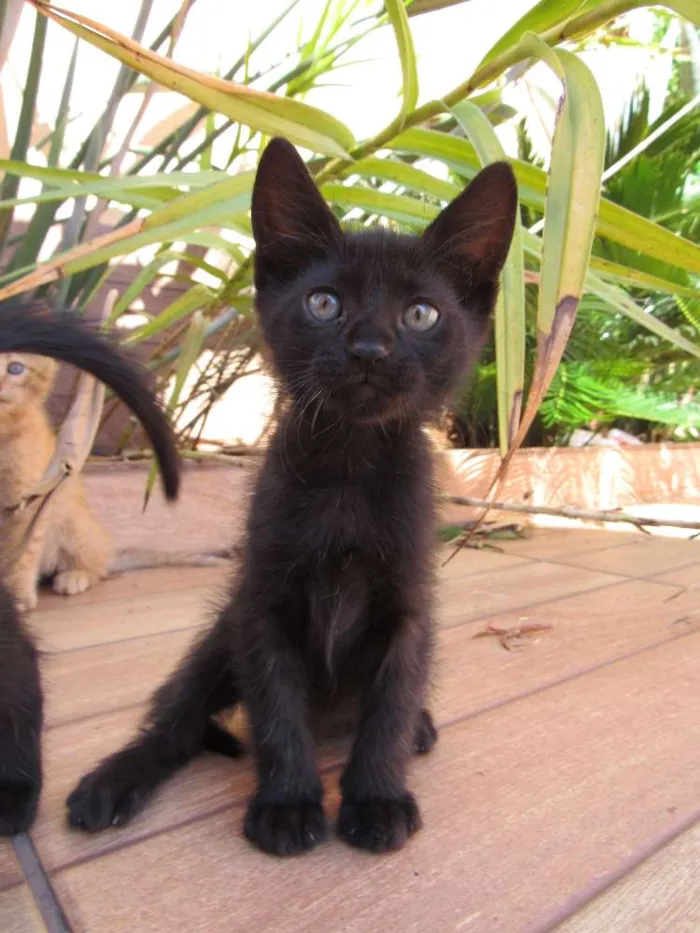 Gato ra a  idade Abaixo de 2 meses nome sem nome