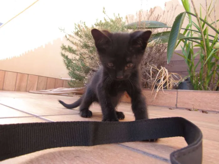 Gato ra a  idade Abaixo de 2 meses nome sem nome