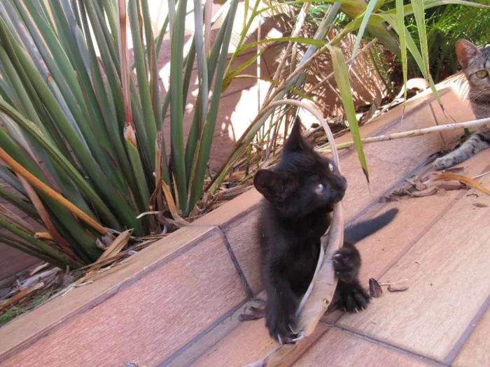 Gato ra a  idade Abaixo de 2 meses nome sem nome
