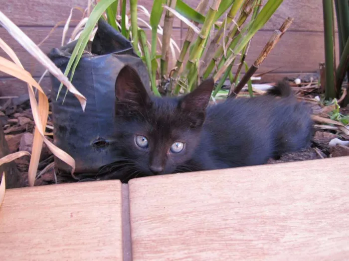 Gato ra a  idade Abaixo de 2 meses nome sem nome