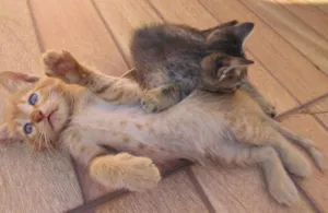 Gato raça  idade Abaixo de 2 meses nome sem nome