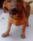 Marronzinho