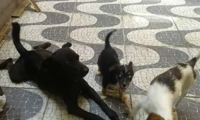 Cachorro ra a misturado idade 2 a 6 meses nome spaike,princesa,bet