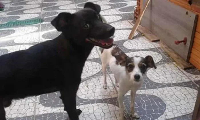 Cachorro ra a misturado idade 2 a 6 meses nome spaike,princesa,bet