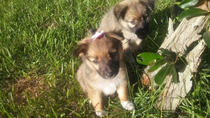 Cachorro ra a Srd idade Abaixo de 2 meses nome Sem nome ainda