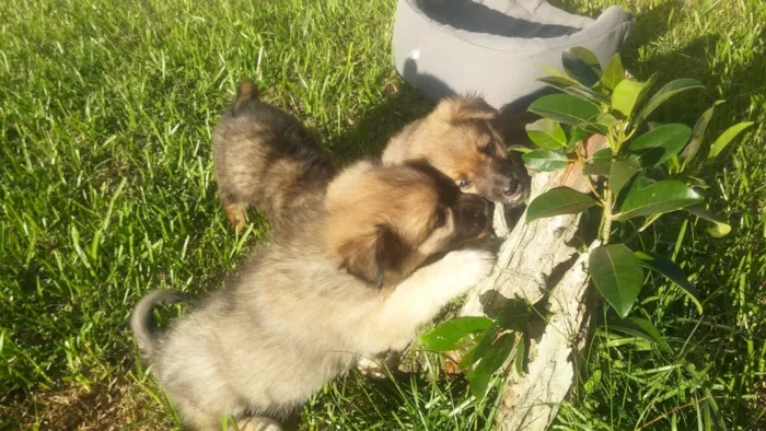 Cachorro ra a Srd idade Abaixo de 2 meses nome Sem nome ainda