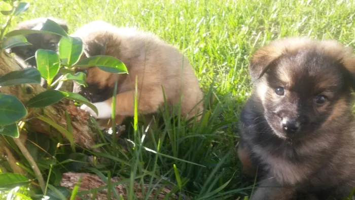 Cachorro ra a Srd idade Abaixo de 2 meses nome Sem nome ainda