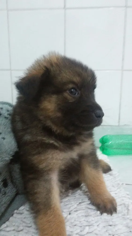 Cachorro ra a Srd idade Abaixo de 2 meses nome Sem nome ainda