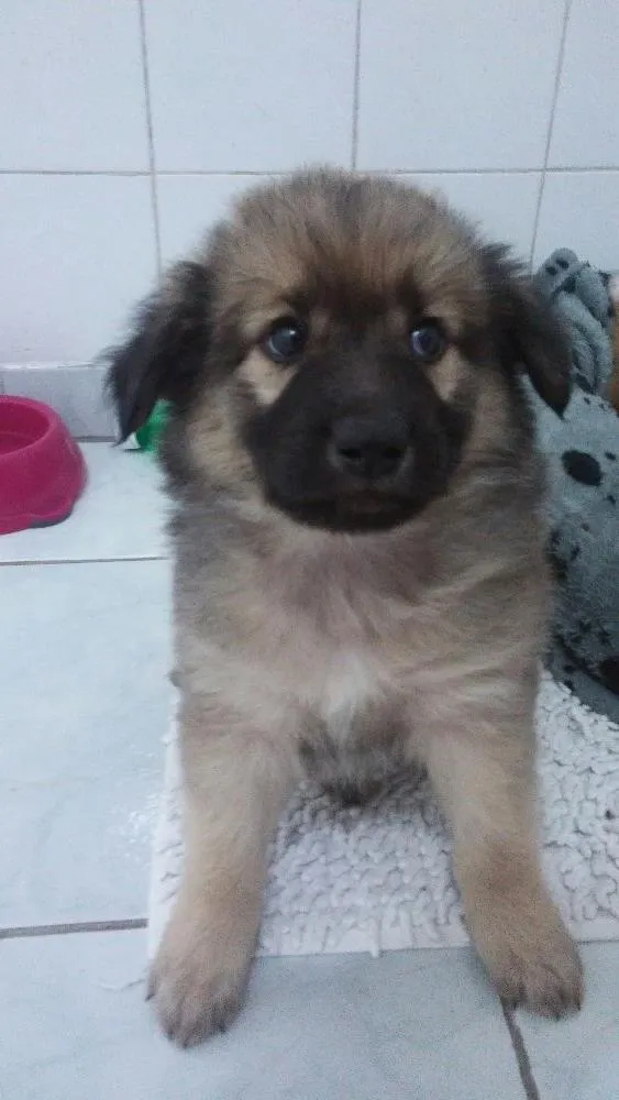 Cachorro ra a Srd idade Abaixo de 2 meses nome Sem nome ainda