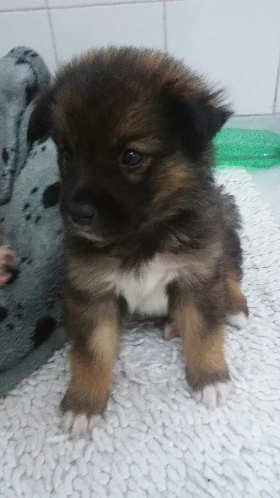 Cachorro ra a Srd idade Abaixo de 2 meses nome Sem nome ainda